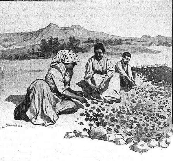 los cultivos de pimiento en la antiguedad